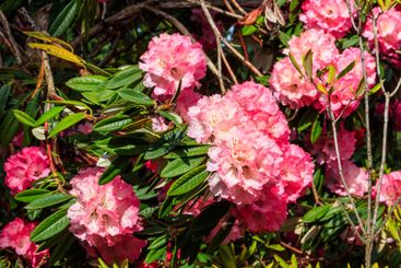 Beautiful blooming pink tree rhododendron (Rhododendron...