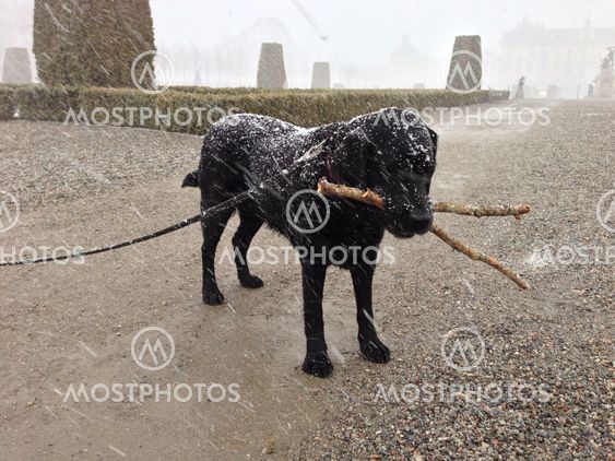 Frozen dog