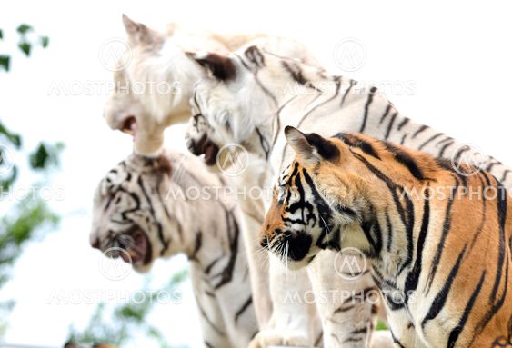 bengal tiger show