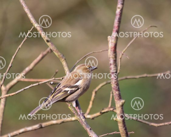 Female Chaffinch perched in woodland