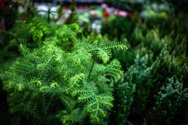 Decorative Coniferous Plants Are Sold In The Flower Section