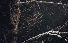 A tree reaching for the light