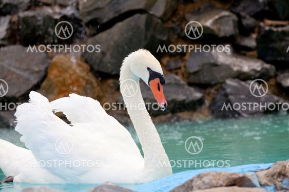 Beautiful White Swan