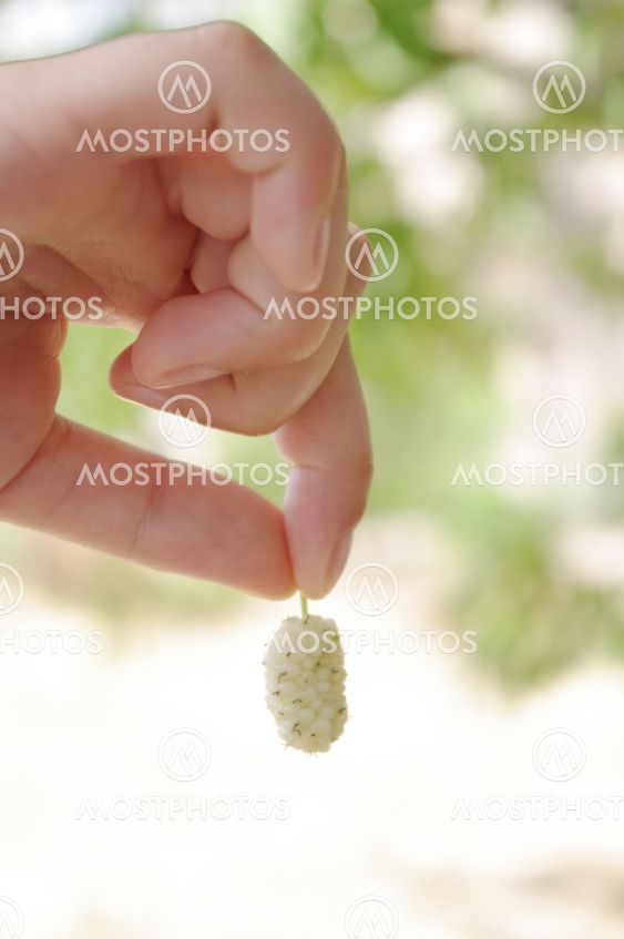 white mulberry in hand