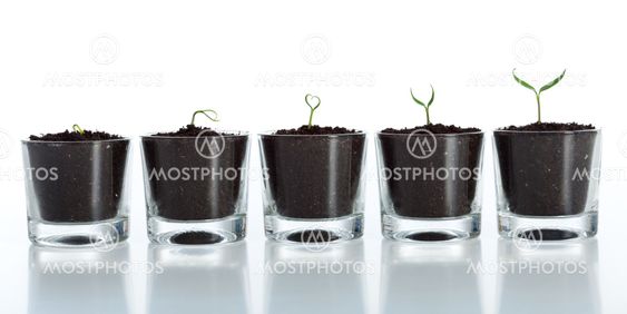 Young plant evolution - growth