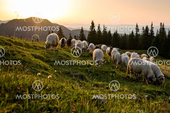 Herd of sheep grazing a pasture in Romania
