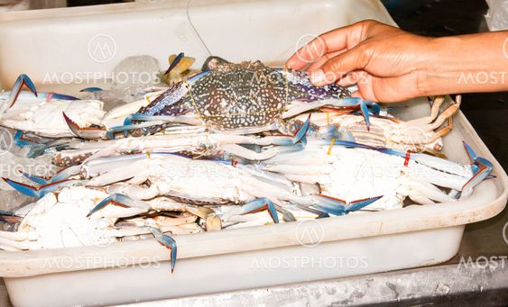 Sea crab