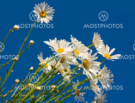Daisies against blue sky