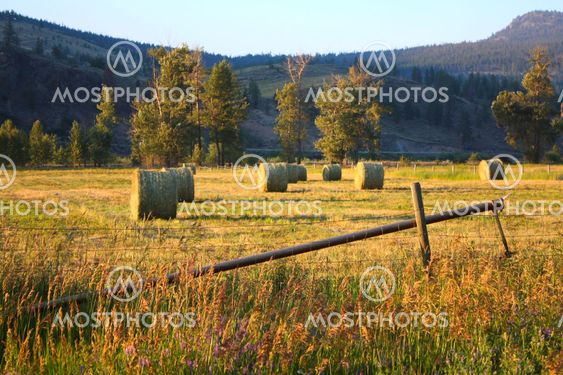 Hay bales