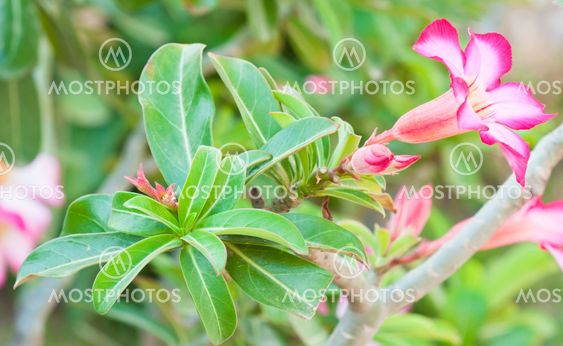 Pink Impala Lily Adenium, Desert Rose or pink flower in Thailand.