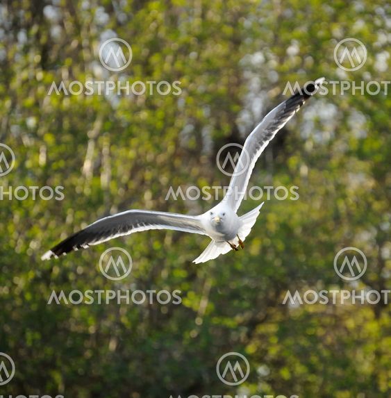 Lesser Black-backed gull
