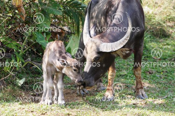 Buffalo with baby