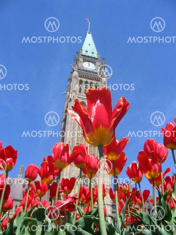 Canadian Parliament Peace Tower with red tulips