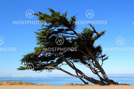 Windy