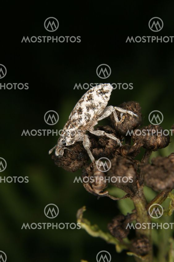 Weevil (Curculio)