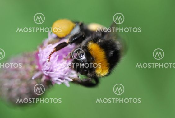 Bumblebee! bumblebee