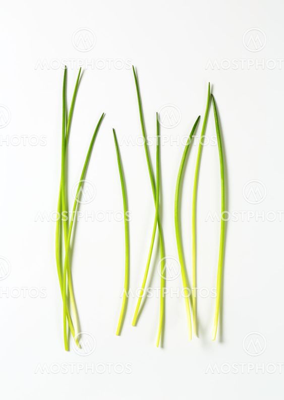 Fresh chives leaves