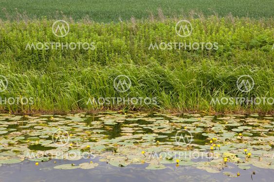 naturlig bakgrund