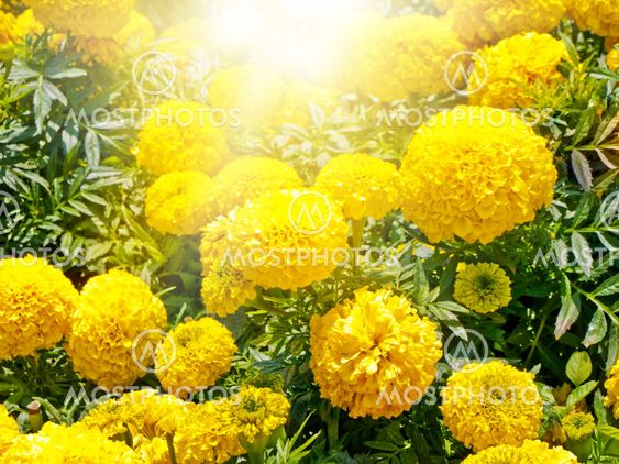 Tagetes Erecta