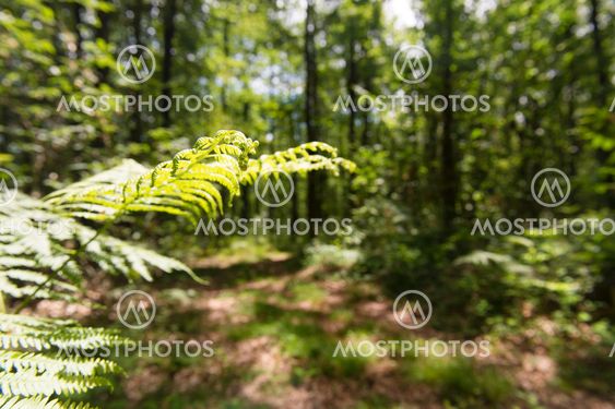 Forest landscape