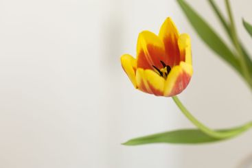 Single tulip in full bloom with delicate petals. Concept...