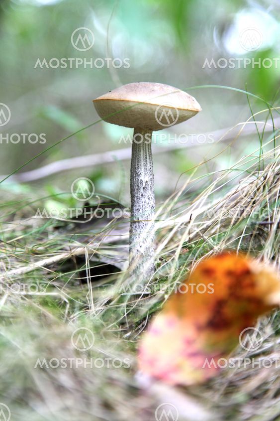 Mushrooms