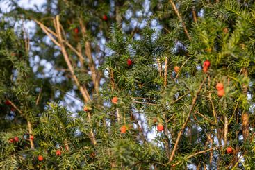 a berry yew plant with red fruits in the autumn season