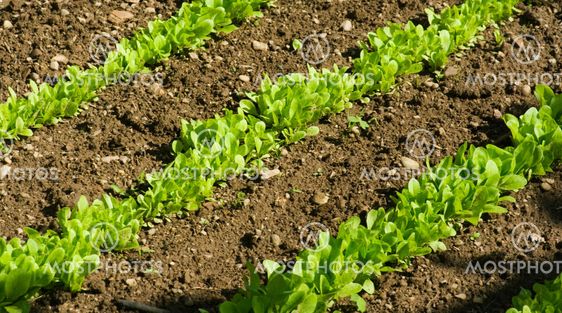 Garden Fresh Vegetables in a home garden