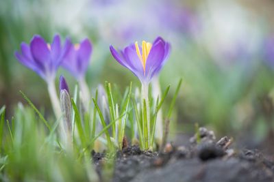 Crocuses