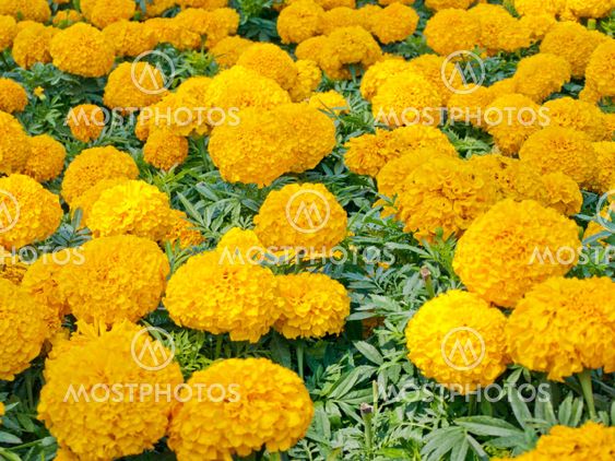 Tagetes Erecta