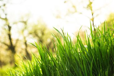 Morning sunlight illuminates vibrant green grass in a...
