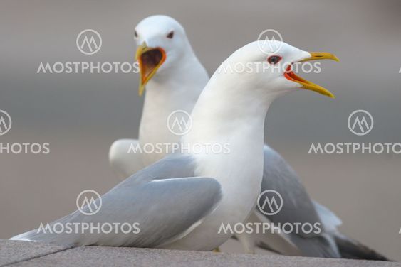 Closeup of two seagulls singing during springtime in city