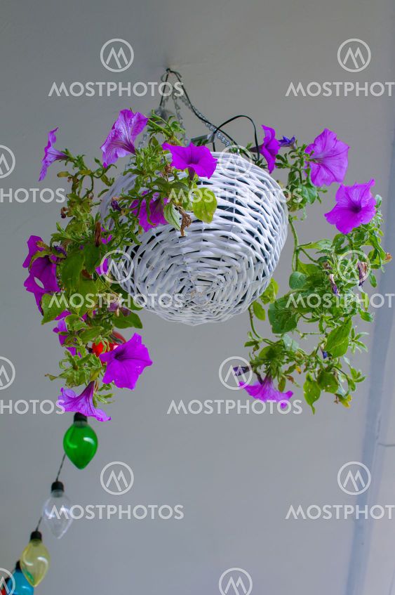 Petunia hybrida hort. ex Vilm, hanging flower in a white...