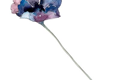 Poppy floral botanical flower. Watercolor background...