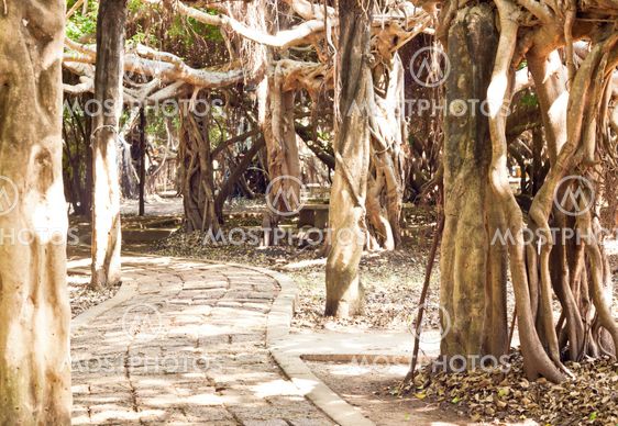 walk way with tree root in park