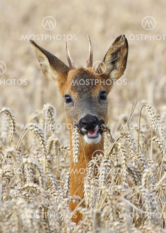 Roe Deer