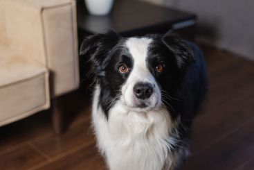 Funny portrait cute puppy dog border collie indoor. Pet...