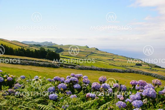 Meadows, Sao Jorge island
