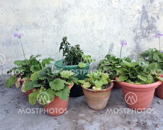 Botanical Plants Flowers
