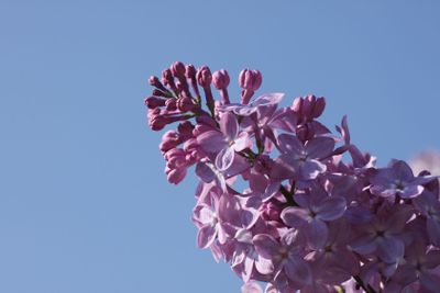 lilac blossom