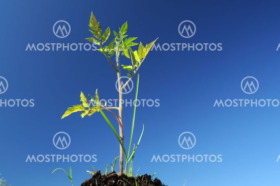 Tomato plant