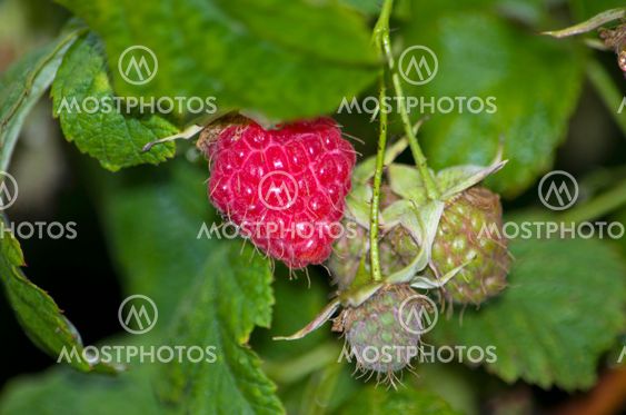 berry raspberry on a bush ripe
