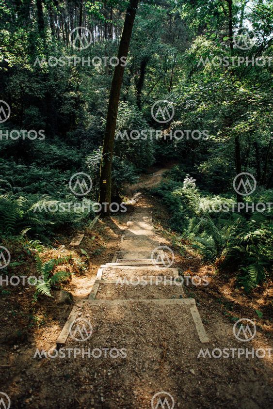 Path in Forest