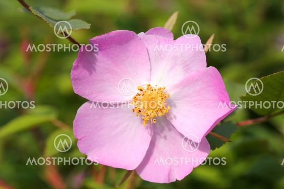 Flower rose hips