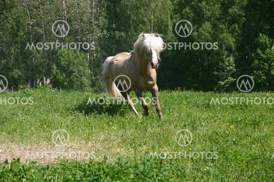 Russian Bashkir Pony