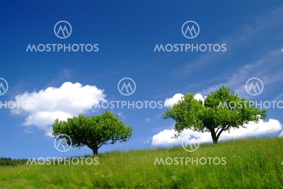 2 b?ume mit Himmel | 2 trees and sky