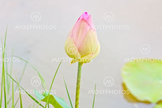 lotus flower