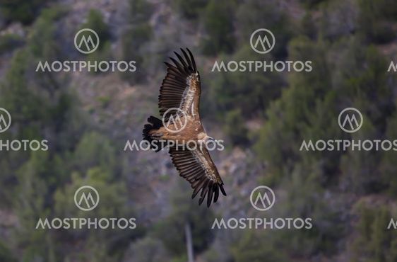 Vulture, Hoces del Duraton, Segovia, Spain