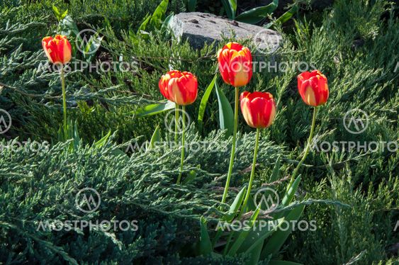 Yellow-red tulips