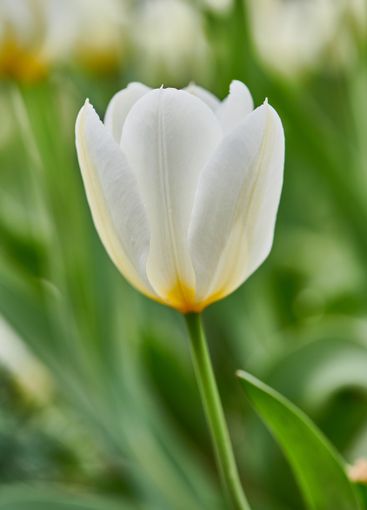 Tulip, outdoor garden and peace in nature, eco friendly...